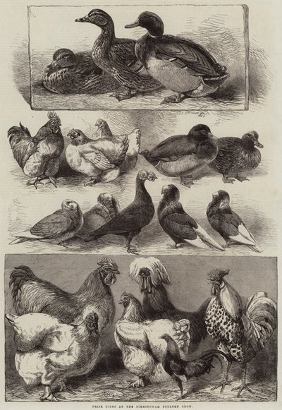 Prize Birds at the Birmingham Poultry Show by Harrison William Weir
